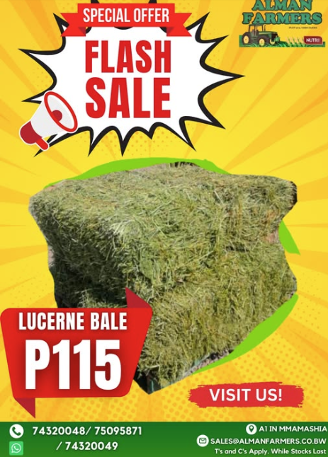 LUCERNE BALES 